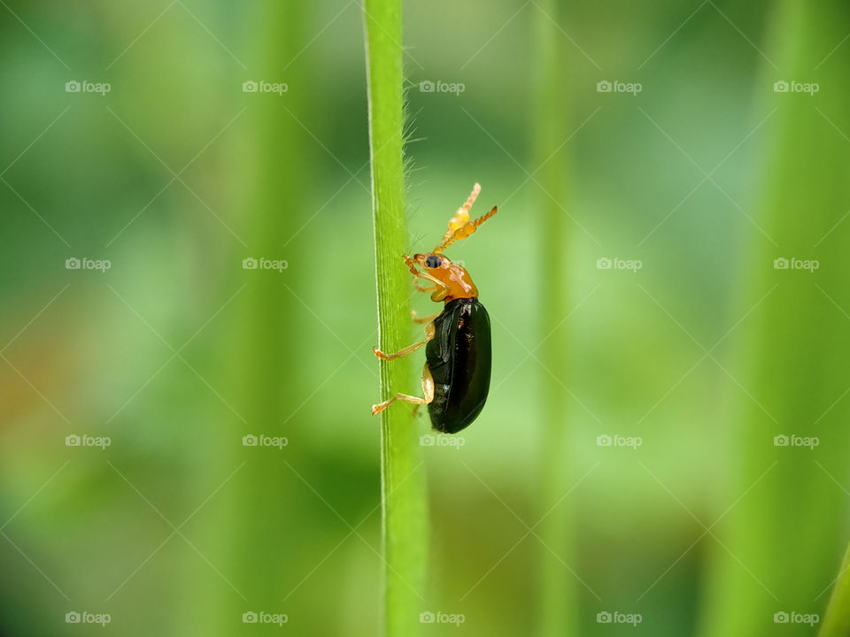 A shiny black-orange beetle was perched on a thatch leaf.