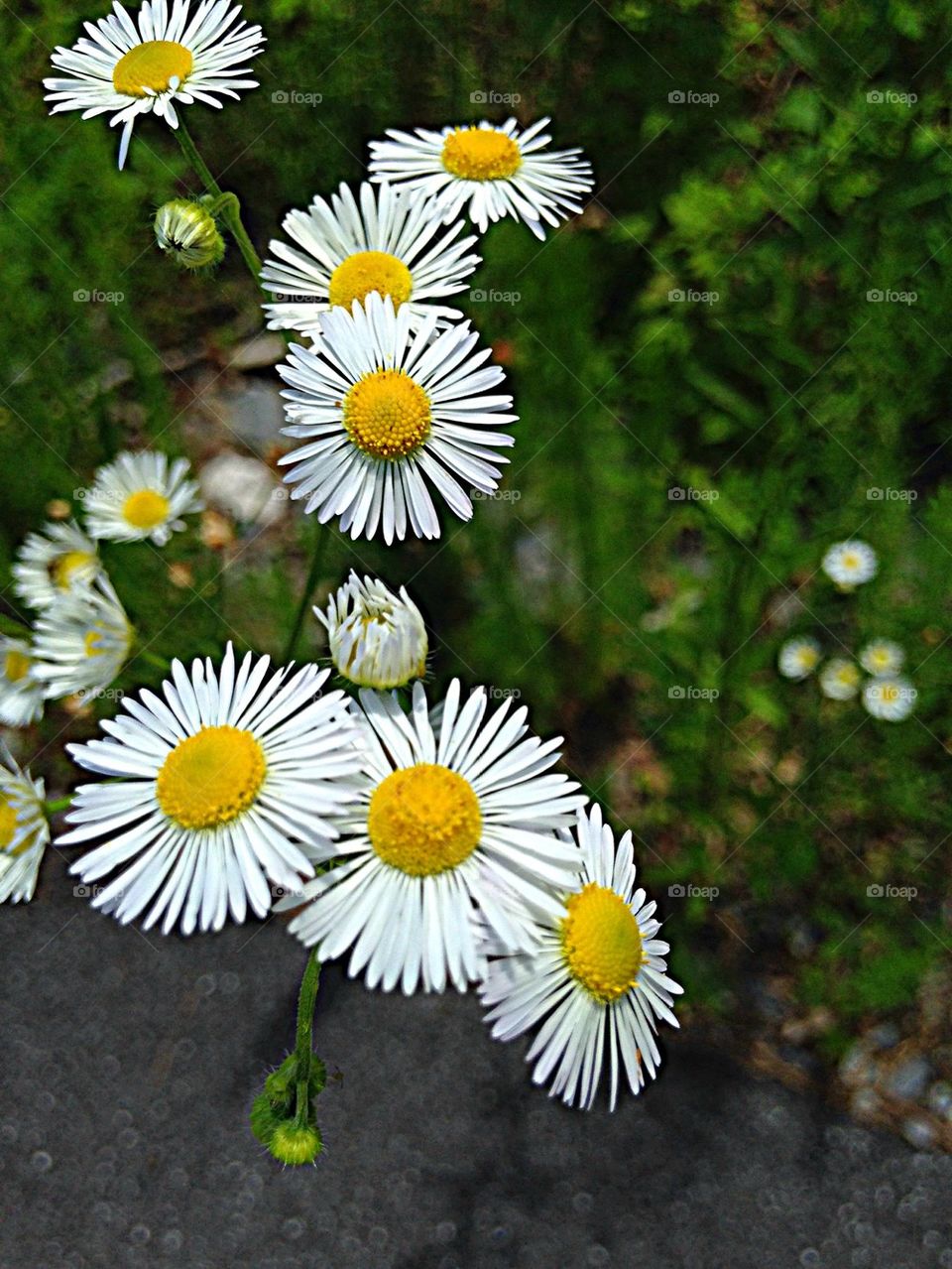 High angle view of wild flowers