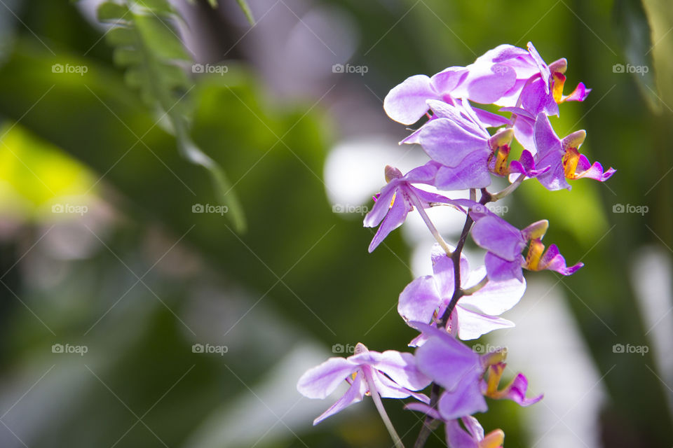 Orchidaceae. Bunga Anggrek unggu
