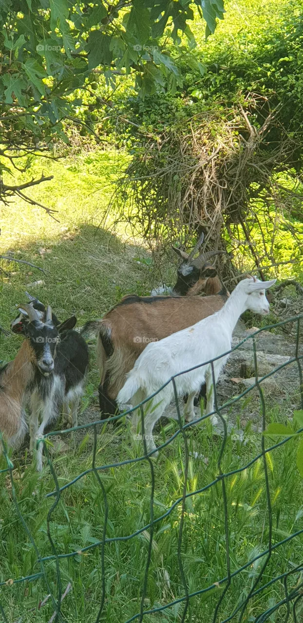goats