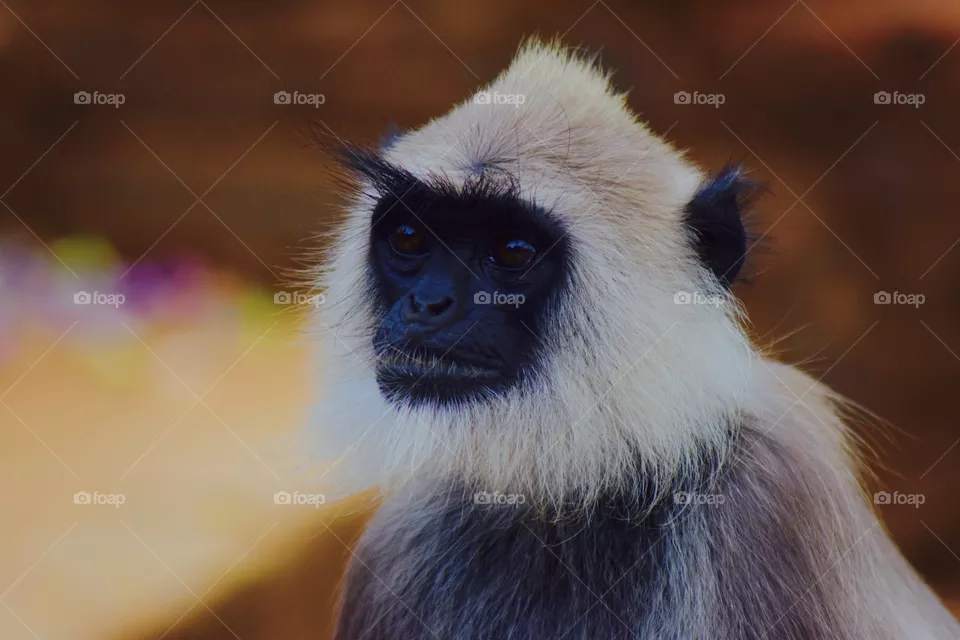 Monkey