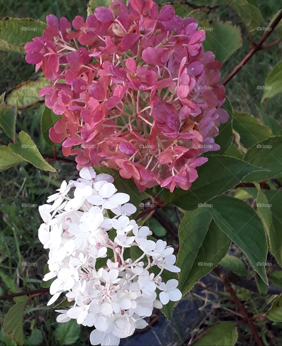 pink and white flower of bouquet hydrangea