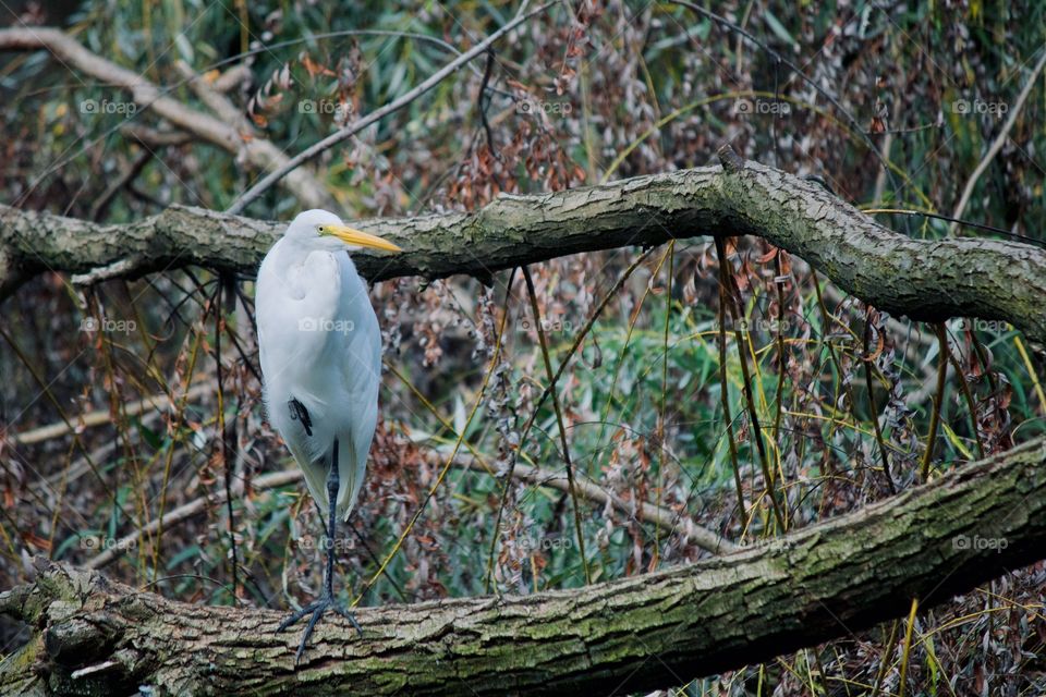 White Egret on a branch 
