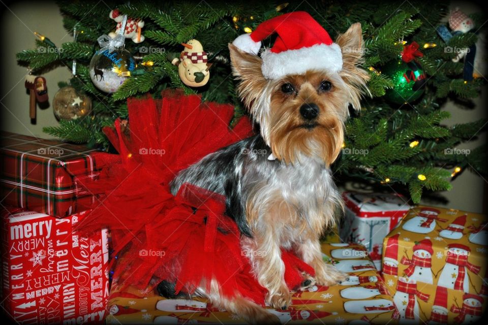 Christmas tutu