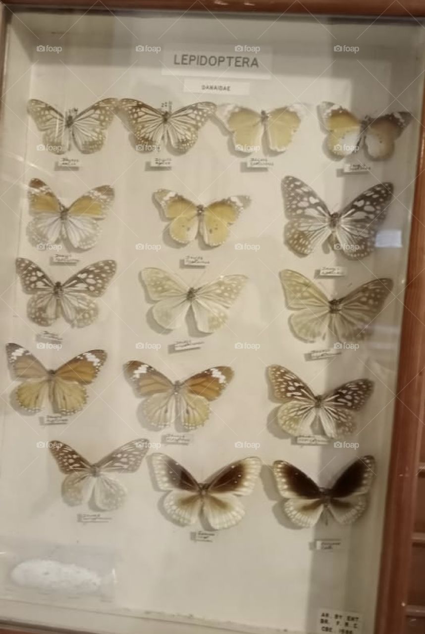 lepidoptera