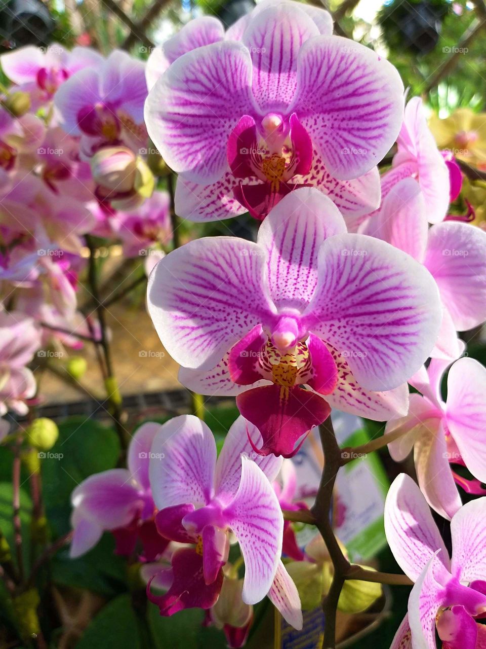 rare orchid. pink orchid