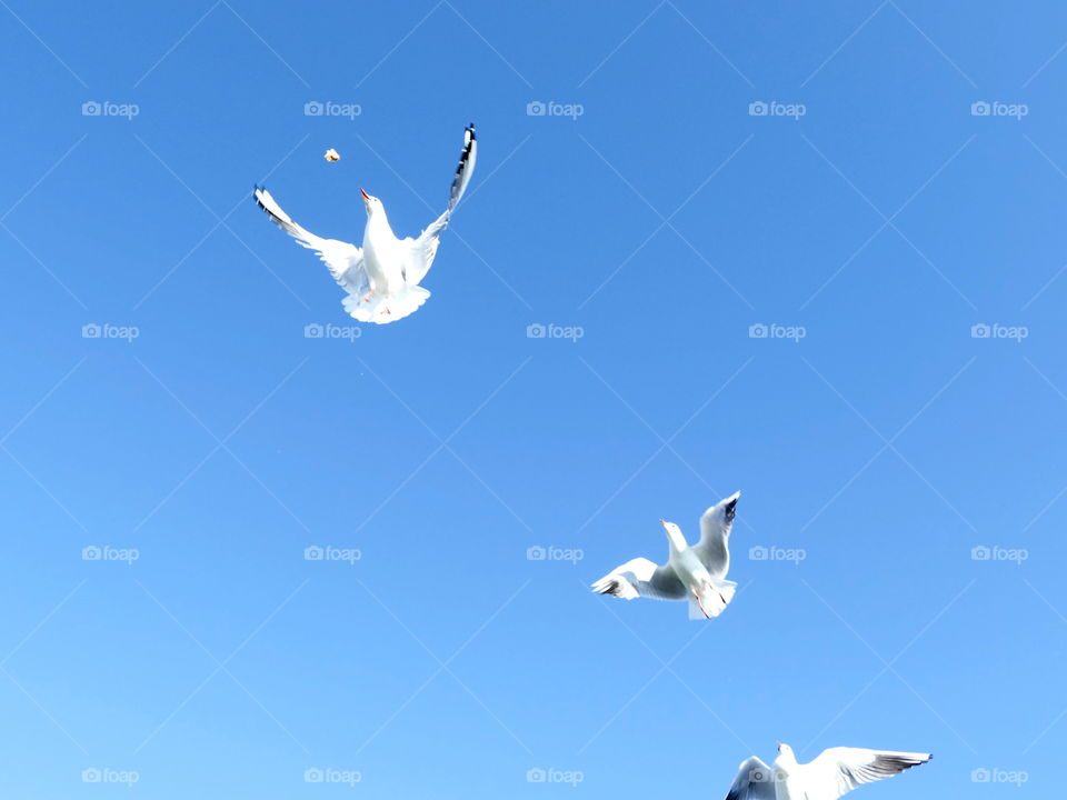 seagulls in the air