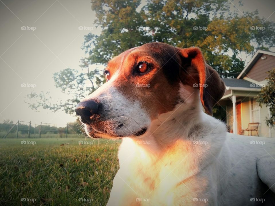 Watching the Summer Sunset