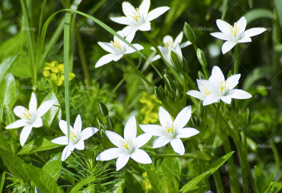 flowers, snowdrops,  white flowers first snowdrops background