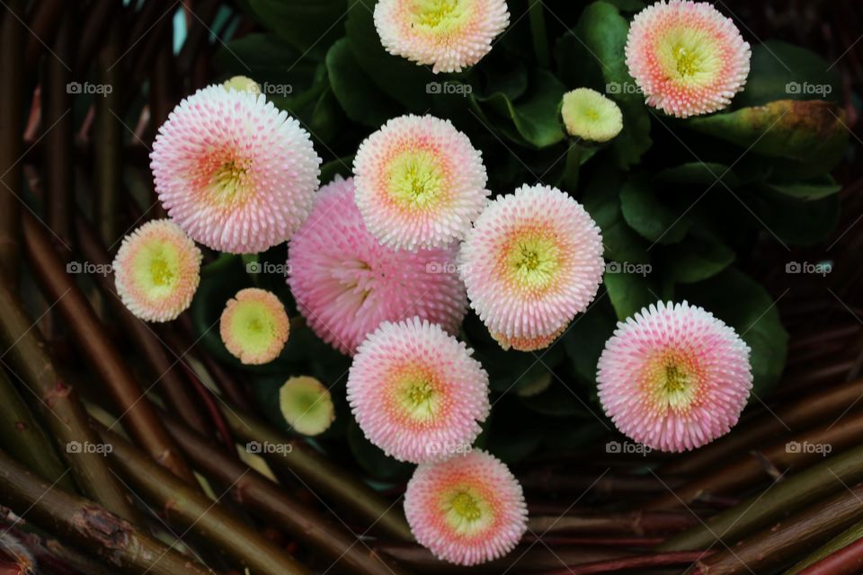 pink flowers