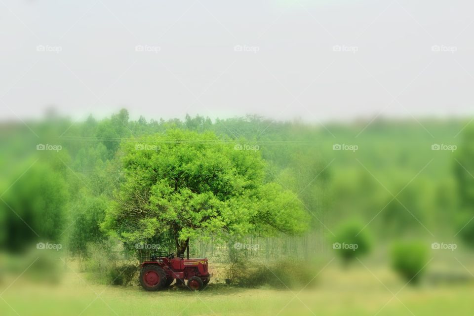 Green Tree