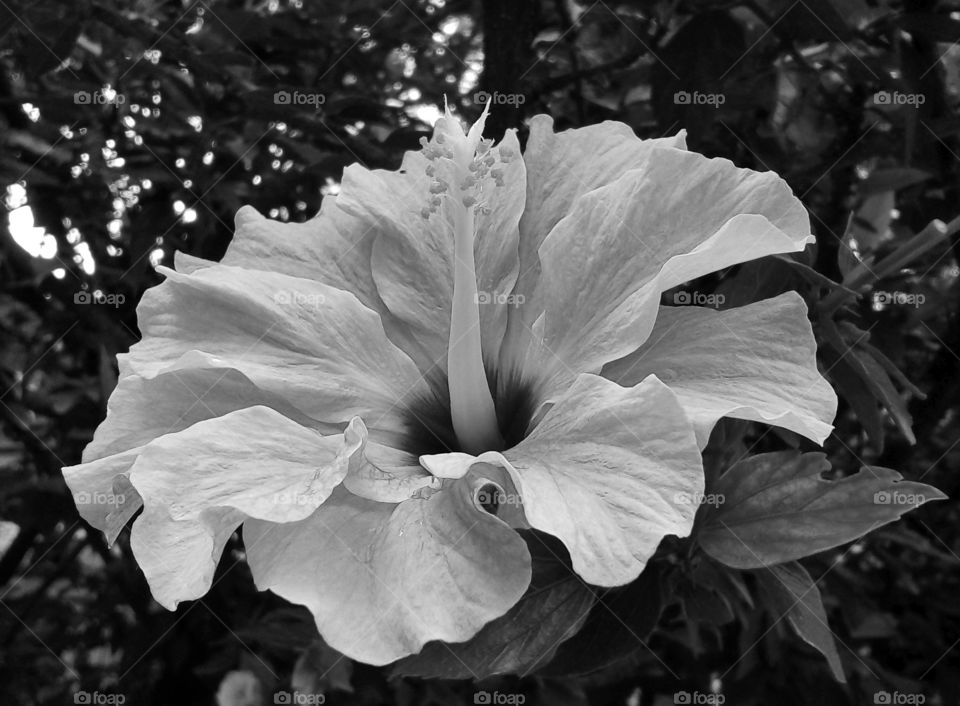 flower in mono