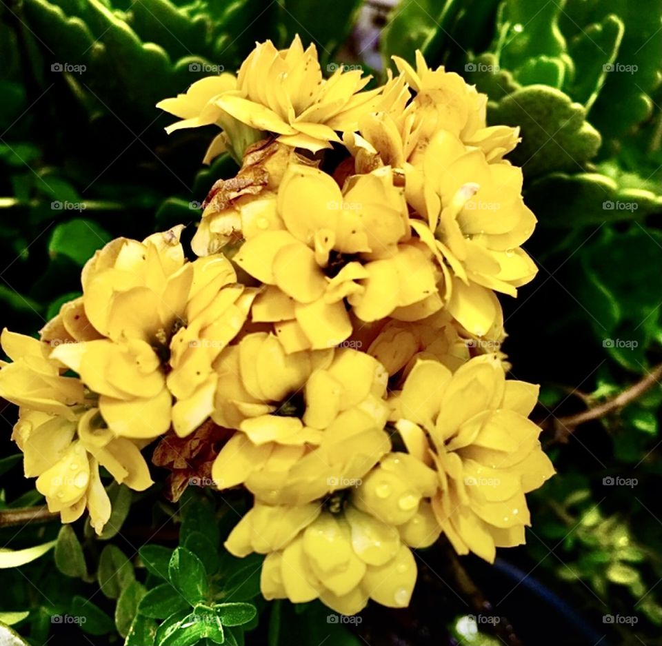 🌹 🇺🇸 Very beautiful flowers to brighten our day.  Live nature and its beauty. Did you like the delicate petals? / 🇧🇷 Flores muito bonitas para alegrar nosso dia. Viva a natureza e sua beleza. Gostaram das pétalas delicadas? 