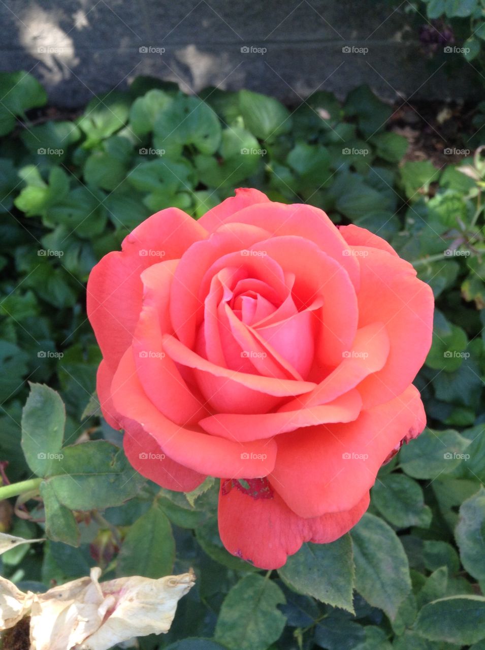 Pink Rose. Roses in backyard.