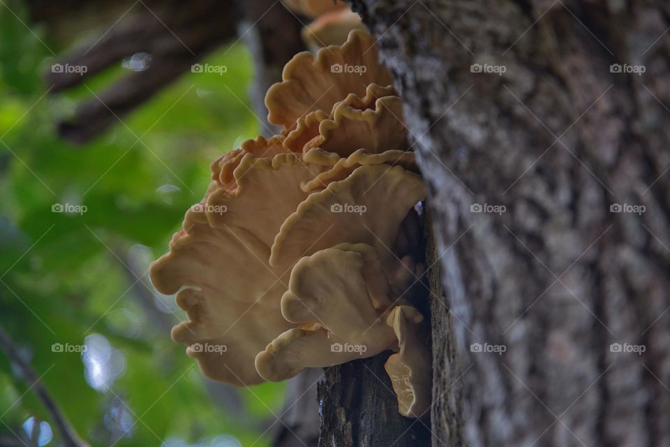 A close up of the “Laetiporus” a genus of edible mushrooms found the the world growing on the side of a tree in the forest.