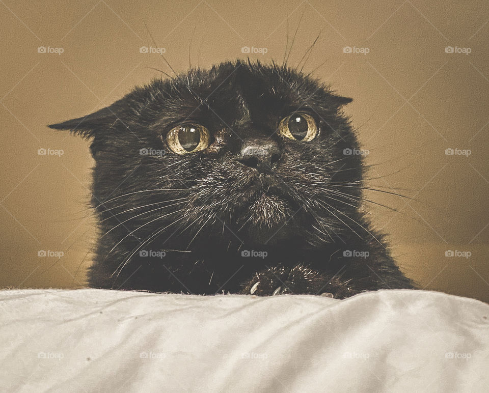 Low angle view of an aggressive, black cat with her ears back 
