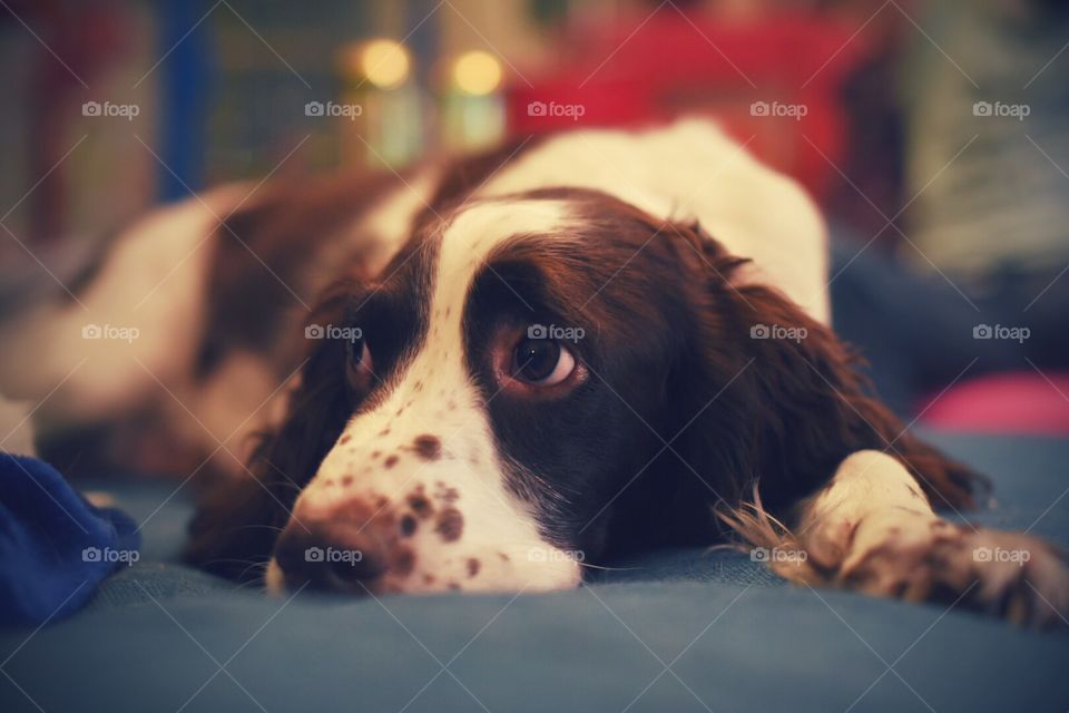 Dog lying on a bed