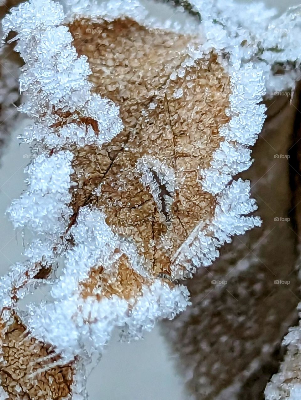 Frost on a leaf