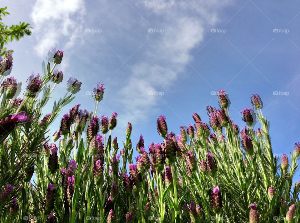 Purple flower in a garden 