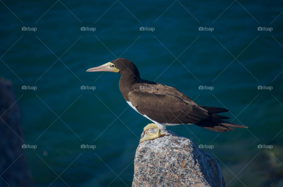 Black bird on stone against sea . Fernando de Noronha, Brazil 