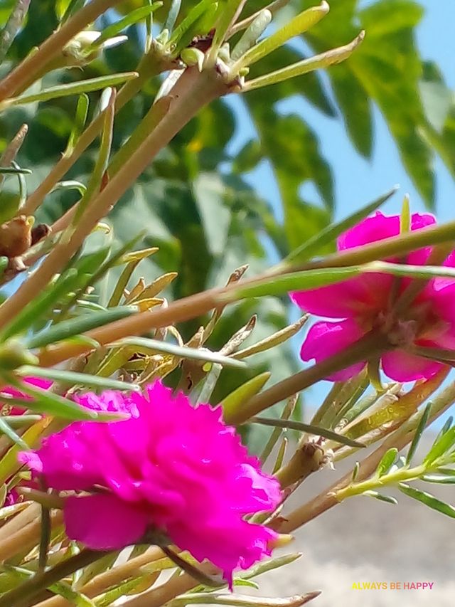 flower