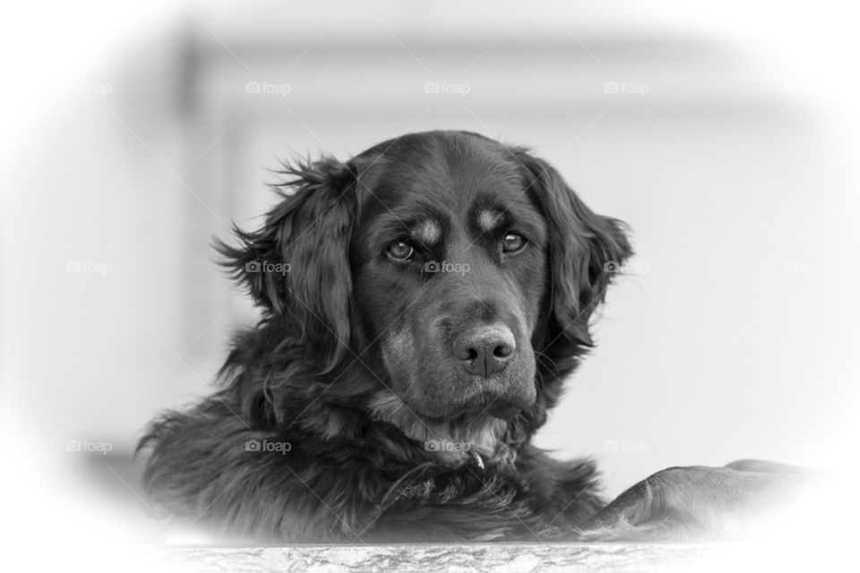 Dog portrait in black and white