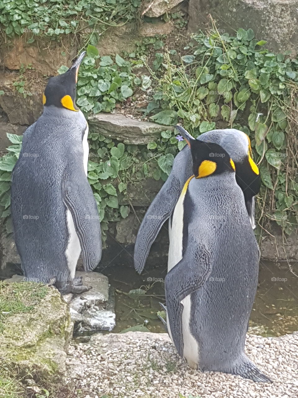 Yeetos penguins