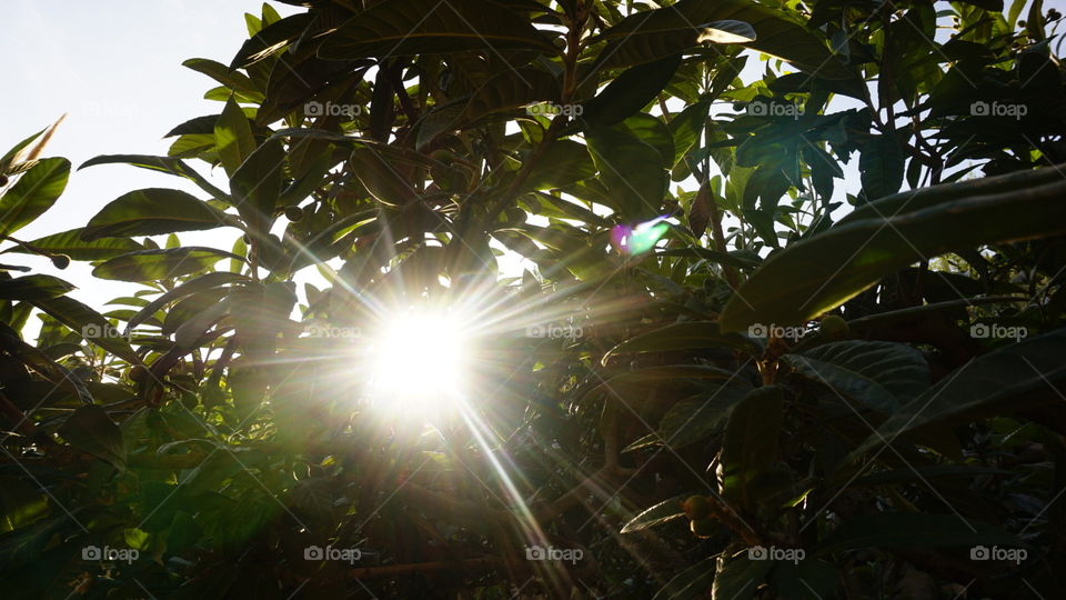 Nature#treeleaves#sun#lights#adventure