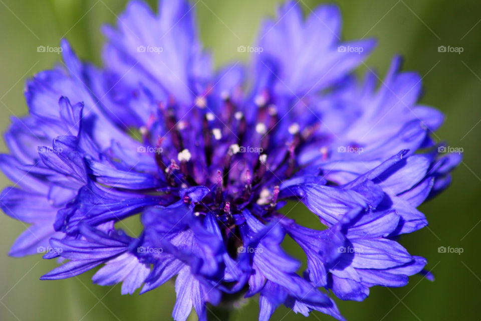 Cornflower, field flower, meadow flower, flower