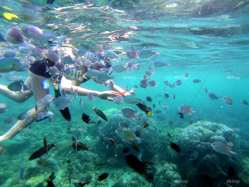 fishes underwater