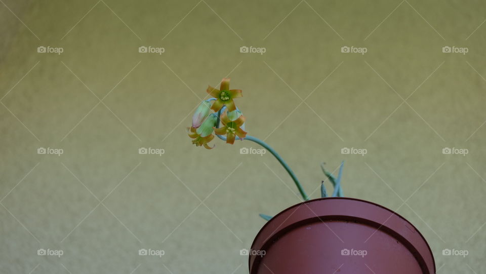 Flowering plants in a pot