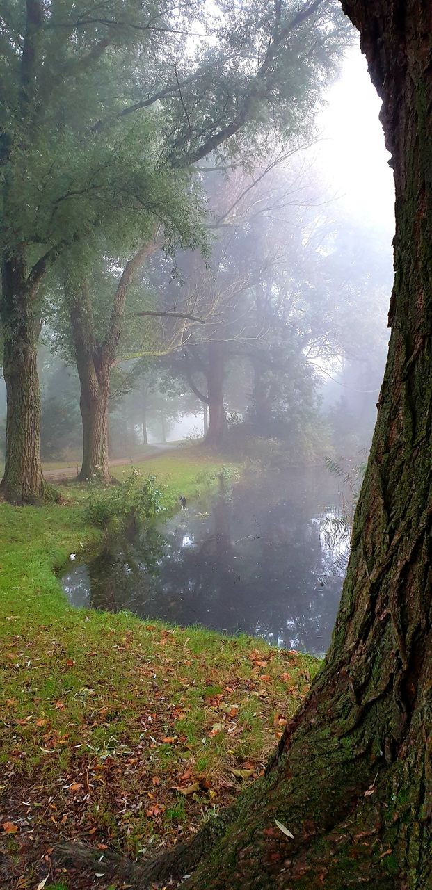 Foggy park