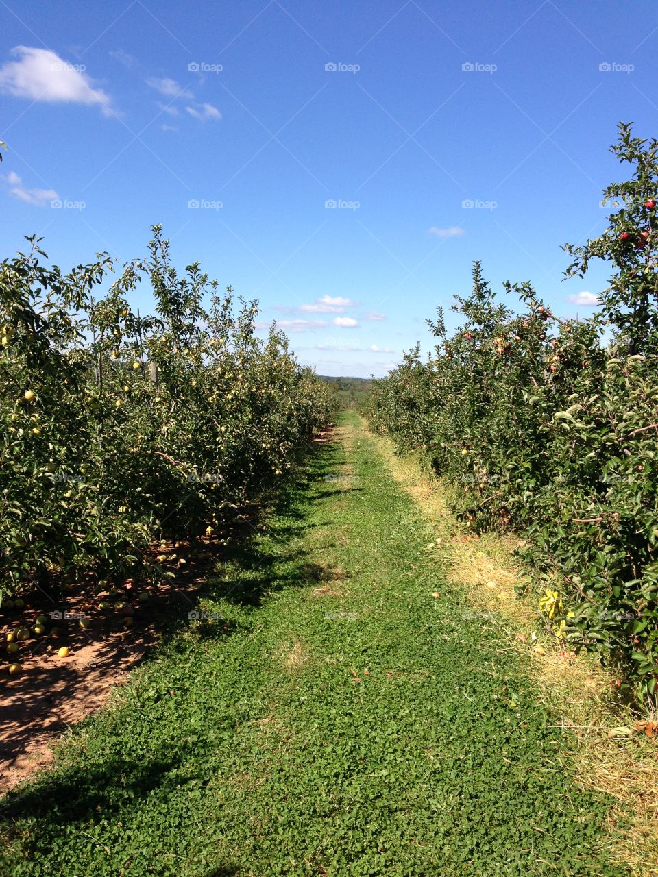 Apple orchard . Apple orchard 