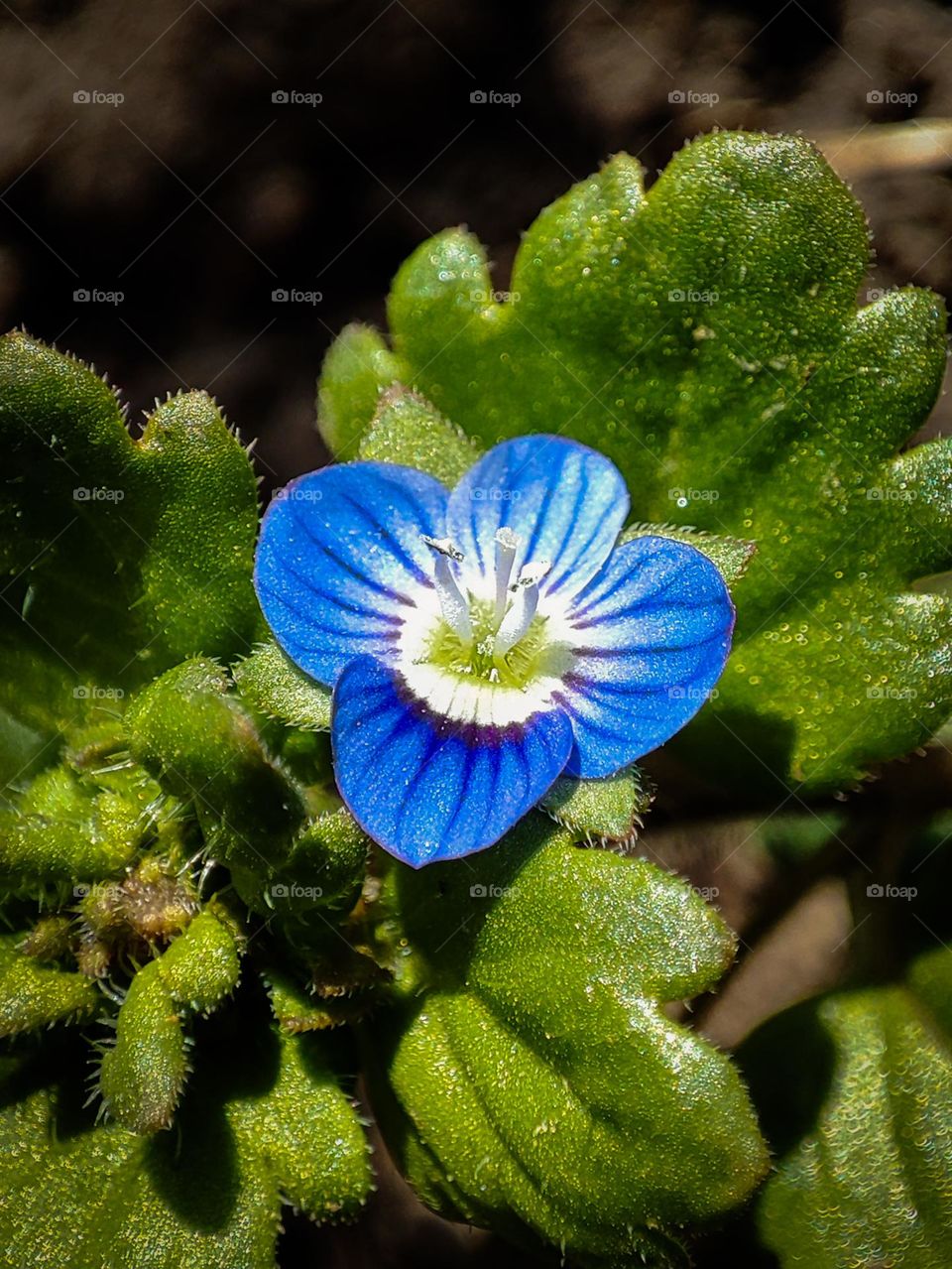 Blue flower Veronica polita macro photography, wild herbs, botanical