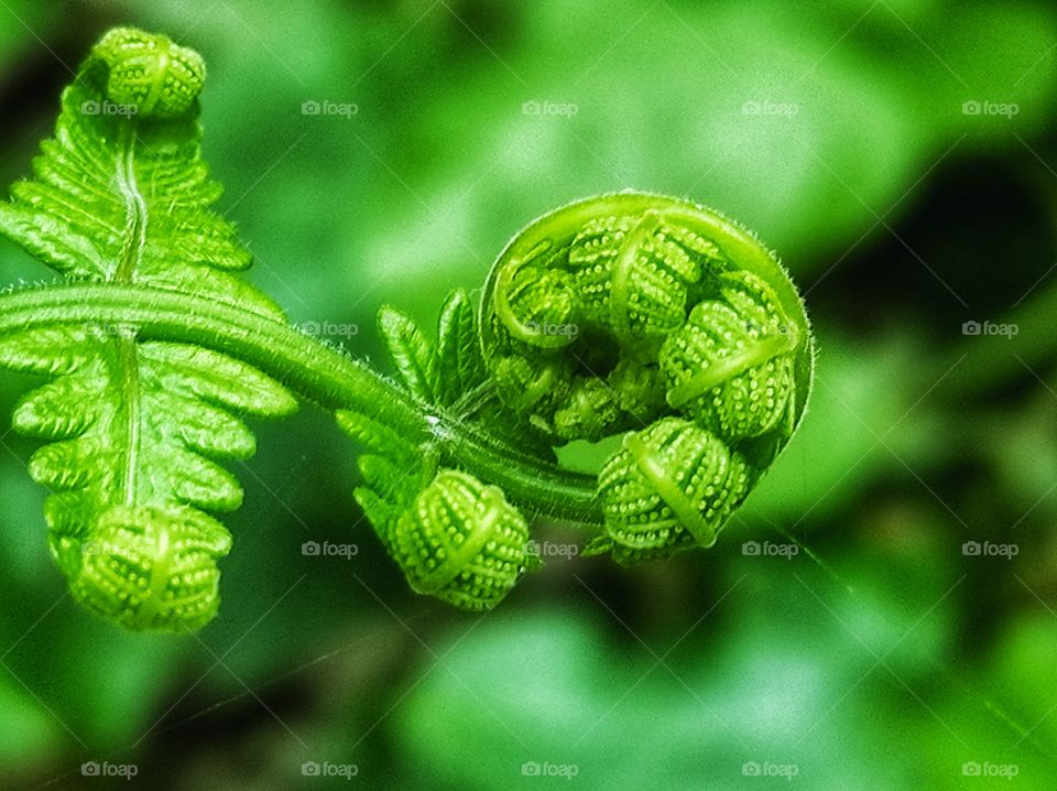 Fern in a forest 🌲.