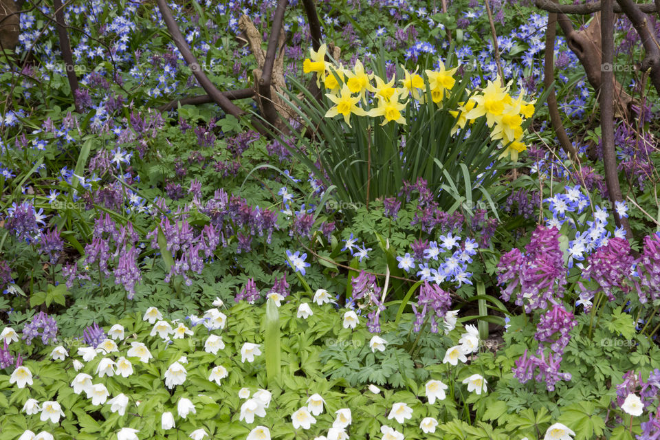 Spring flowers .
Vårblommor 