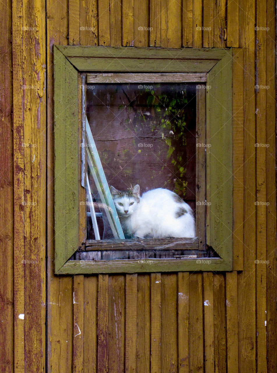 lonely cat looking trough the window