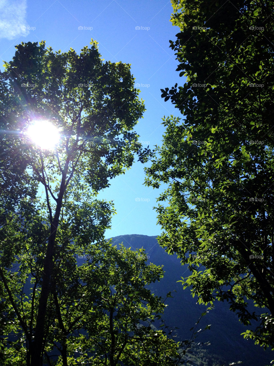 norway sky blue trees by thmzgreen