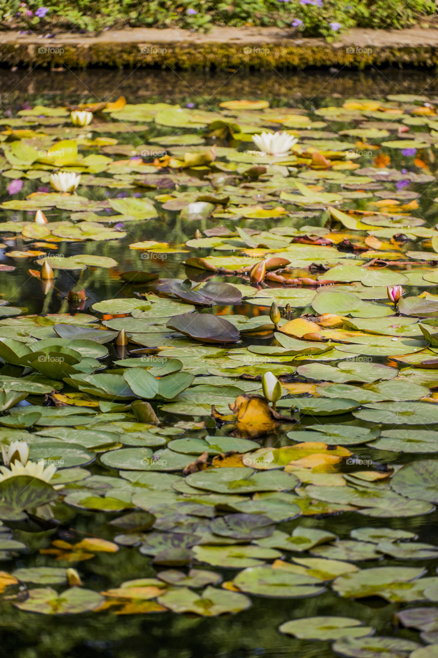 Lily pads