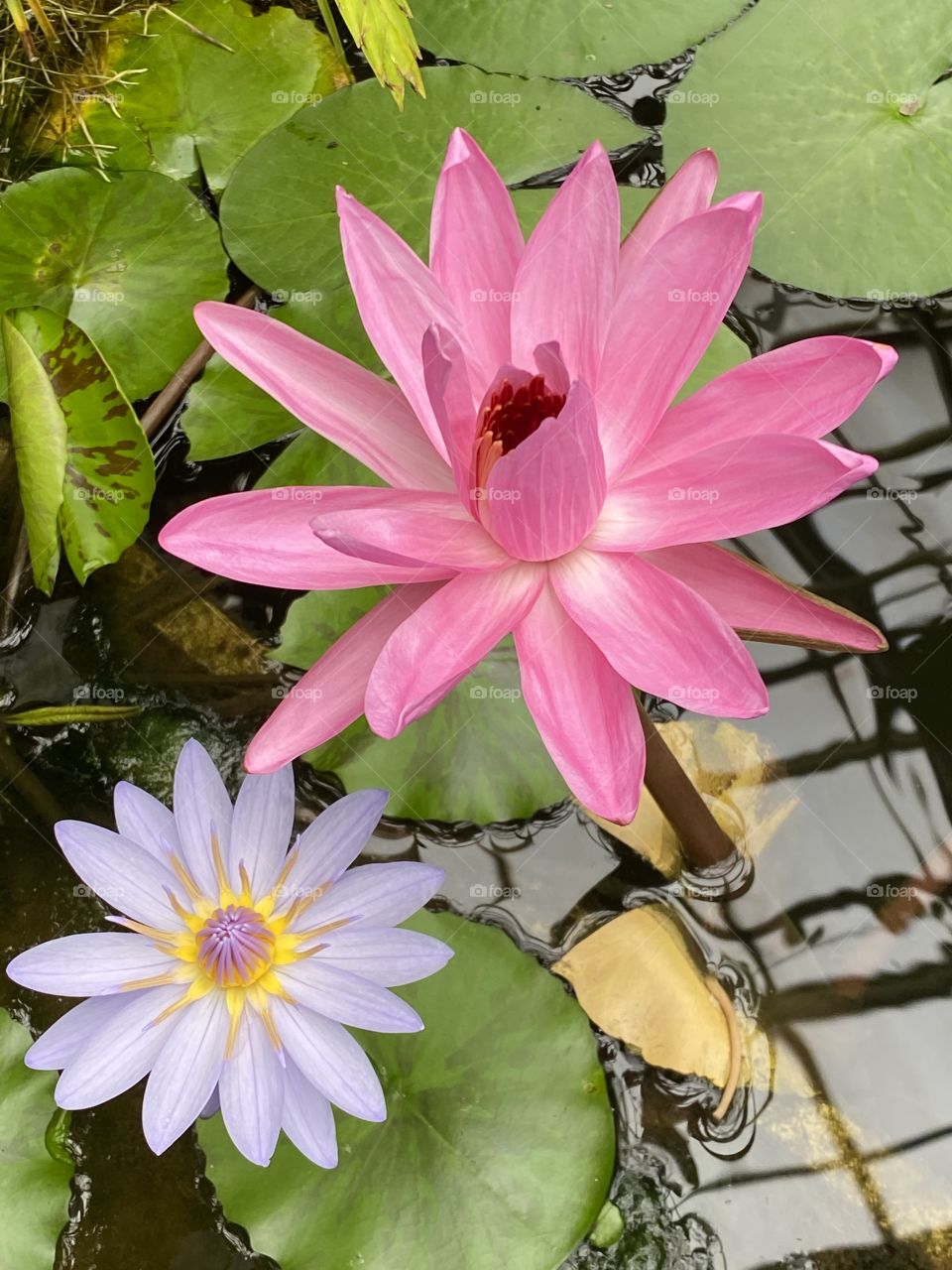 Water flowers 