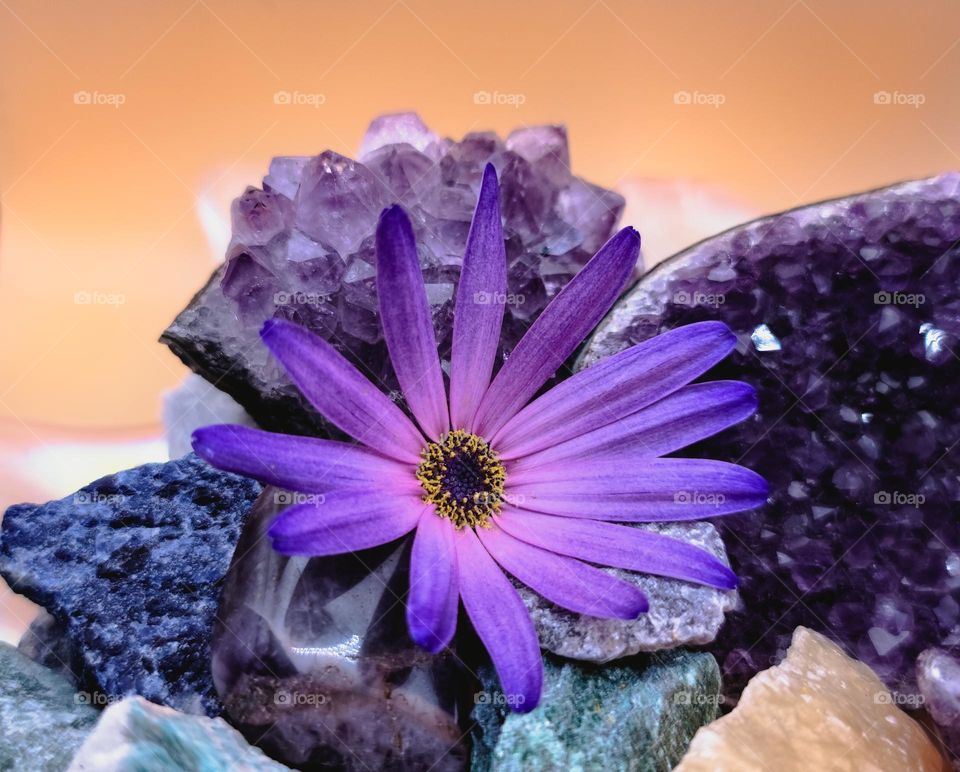 Purple Flower with Crystals * Flores moradas con cristales.