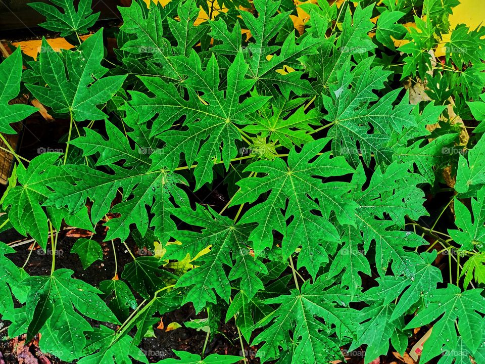 Fresh young papaya green leaf texture patterns, young papaya trees for agriculture