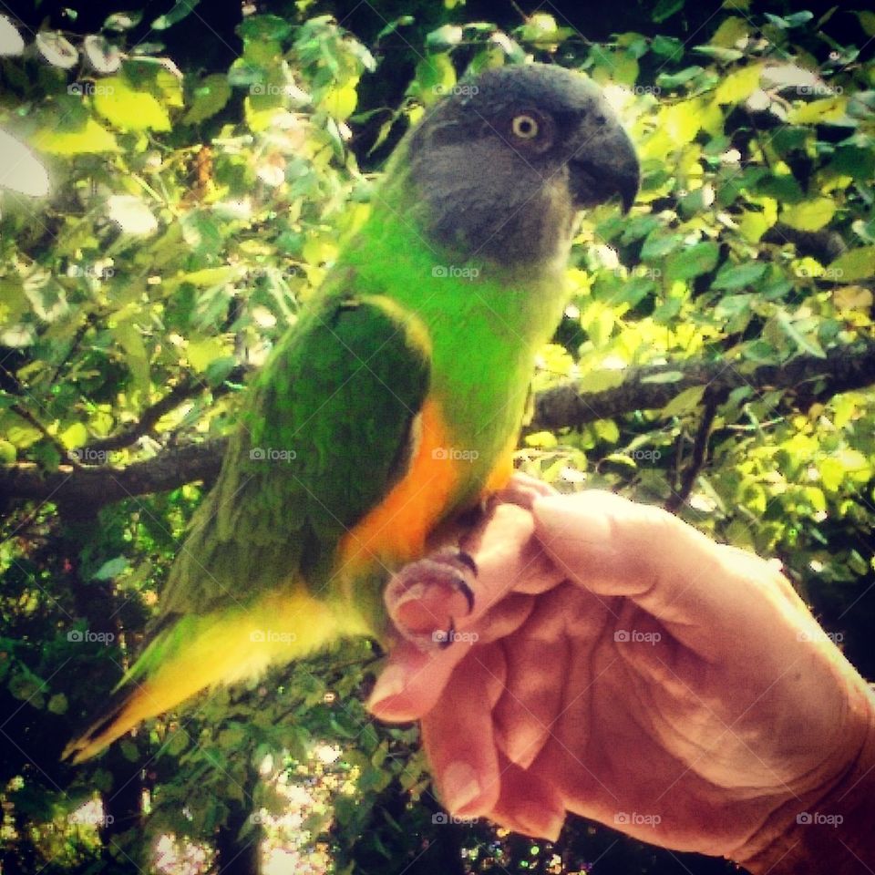 Pet Senegal Parrot 