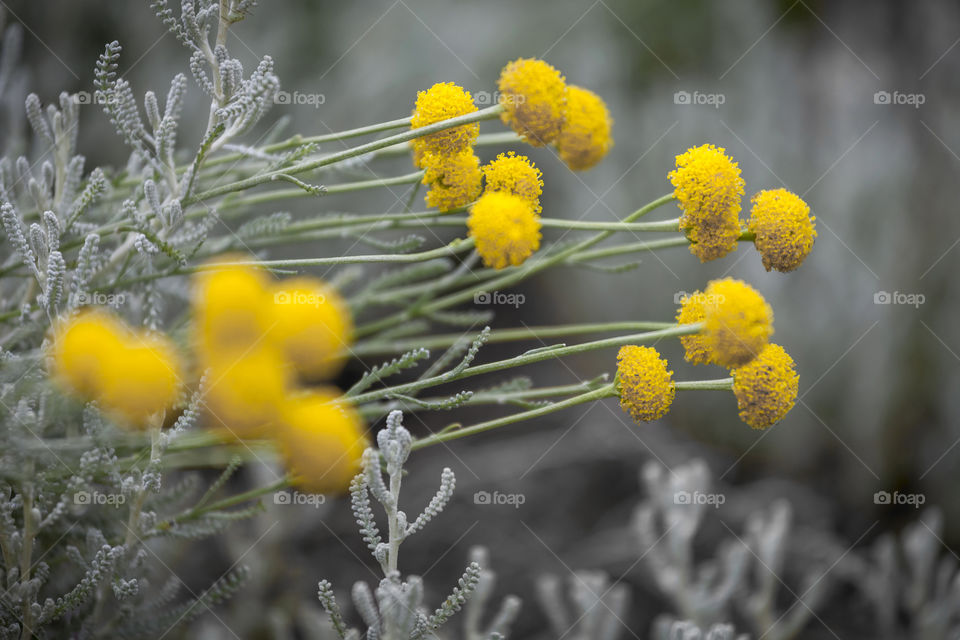 Yellow pop of color