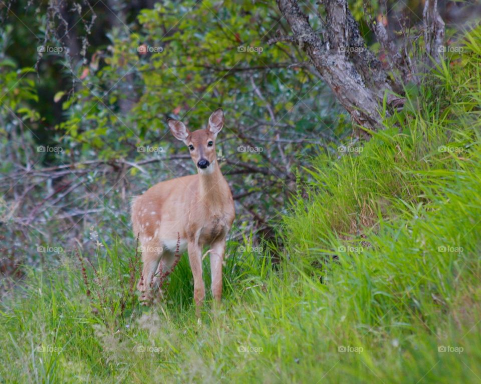 A young deer losing it’s spots watching me watching them. 