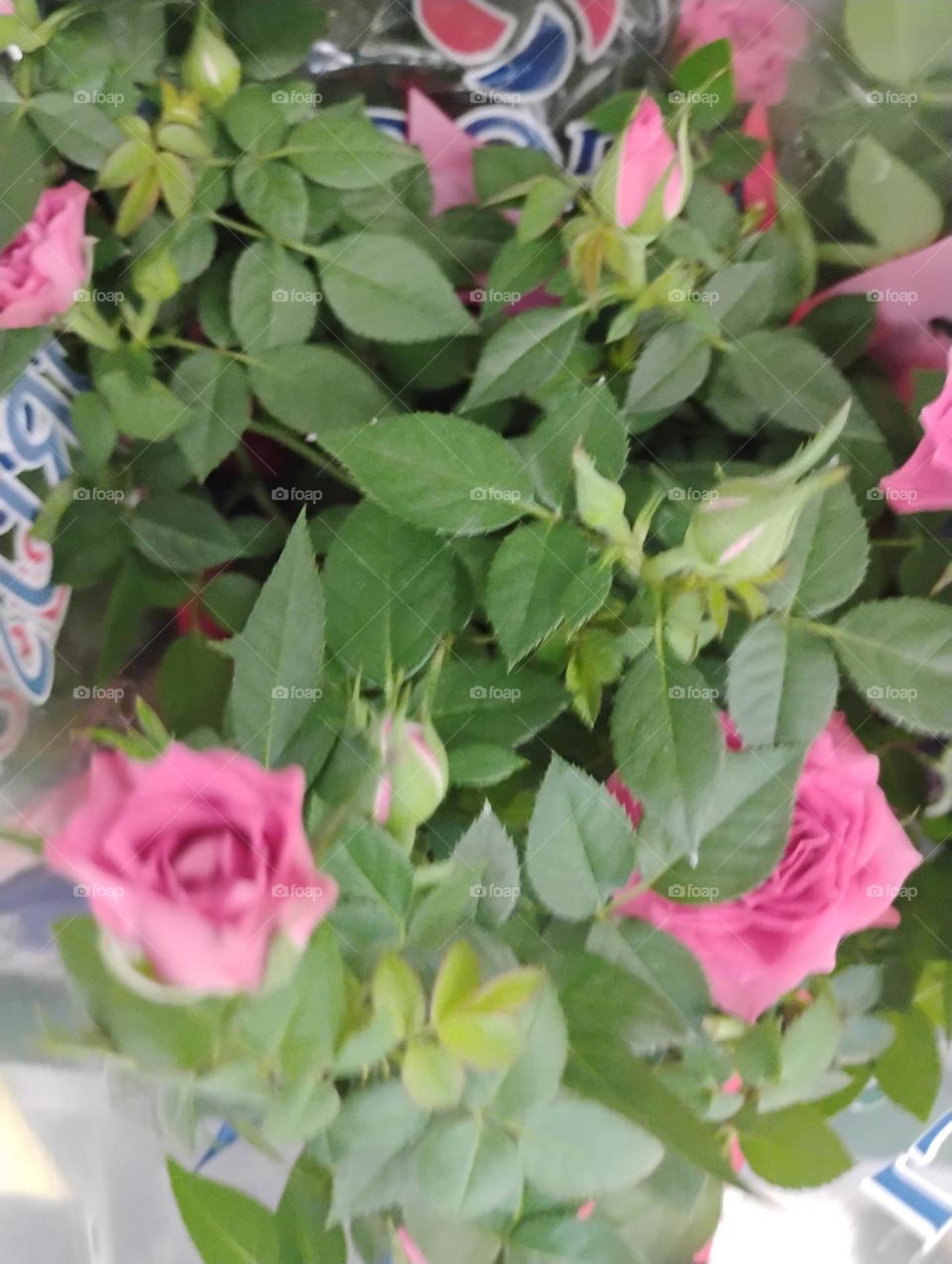 Botões florais! O botão floral é uma estrutura presente nas plantas com flores, responsável por proteger e abrigar as partes reprodutivas da flor. Ele é formado por sépalas, pétalas, estames e pistilos.