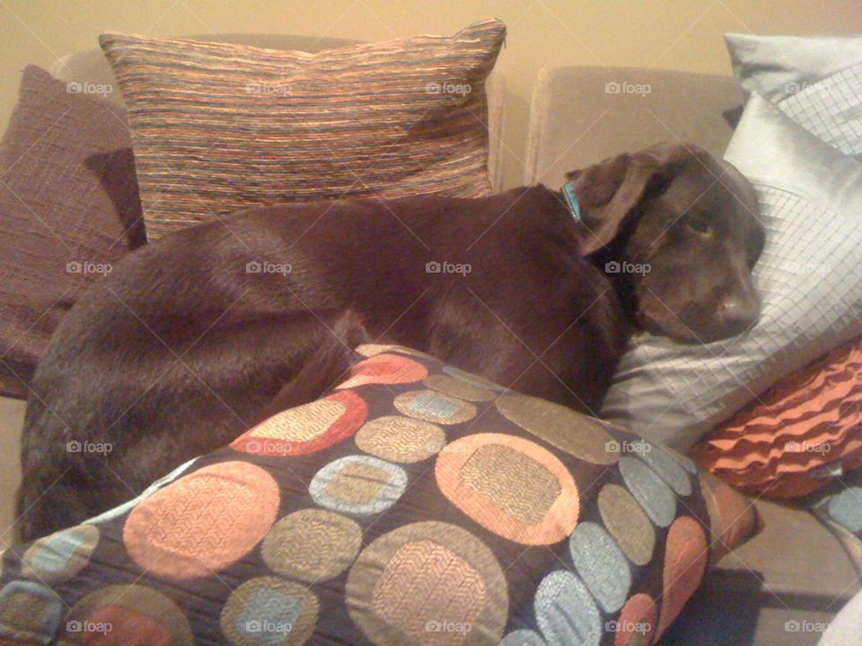 Dog on pillow. Chocolate lab at rest