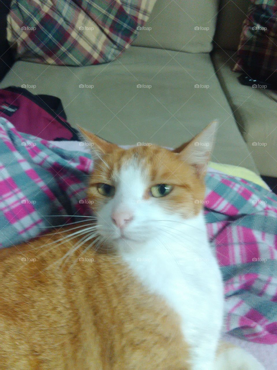 What are you doing human?