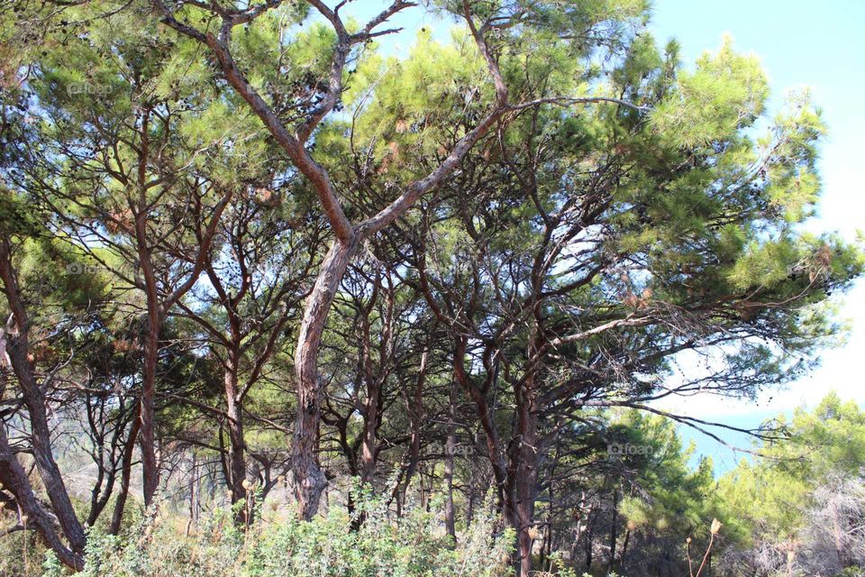 The forest on the island of Rhodes
