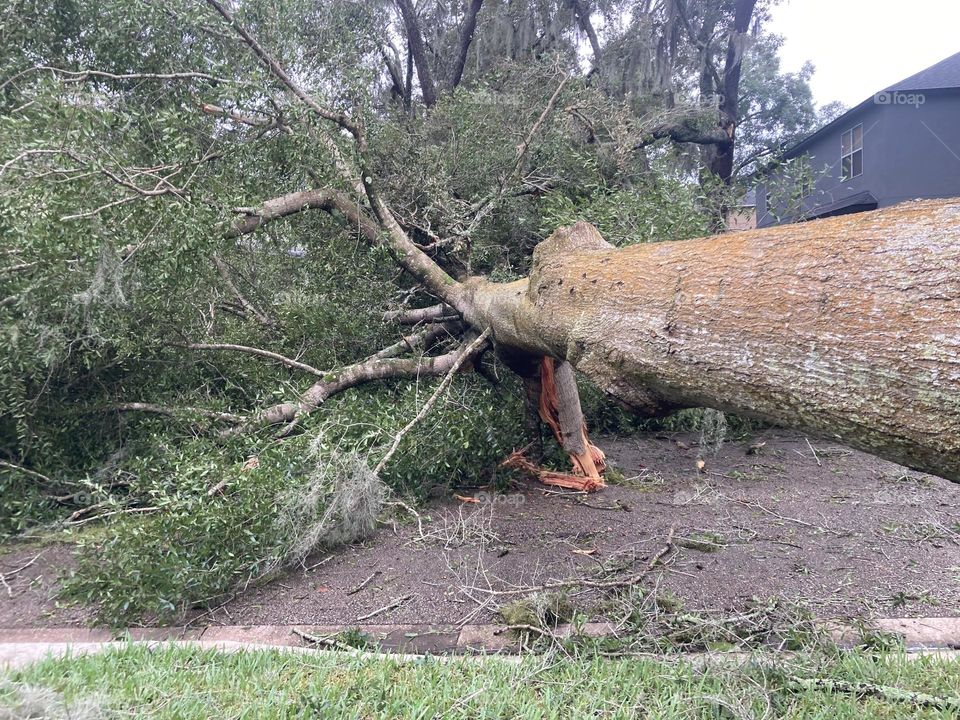 Tree down from Hurricane Milton
